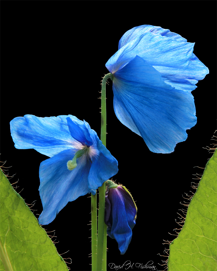 Meconopsis_Blue_Poppy